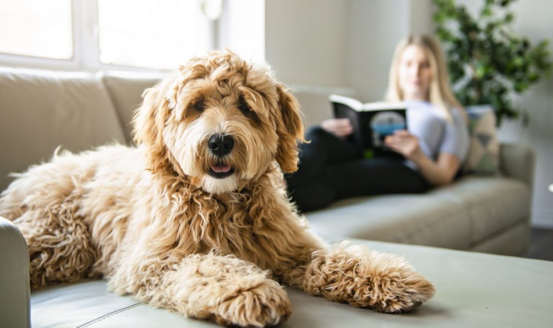 Pets dentro de casa: veja 5 cuidados que você precisa ter